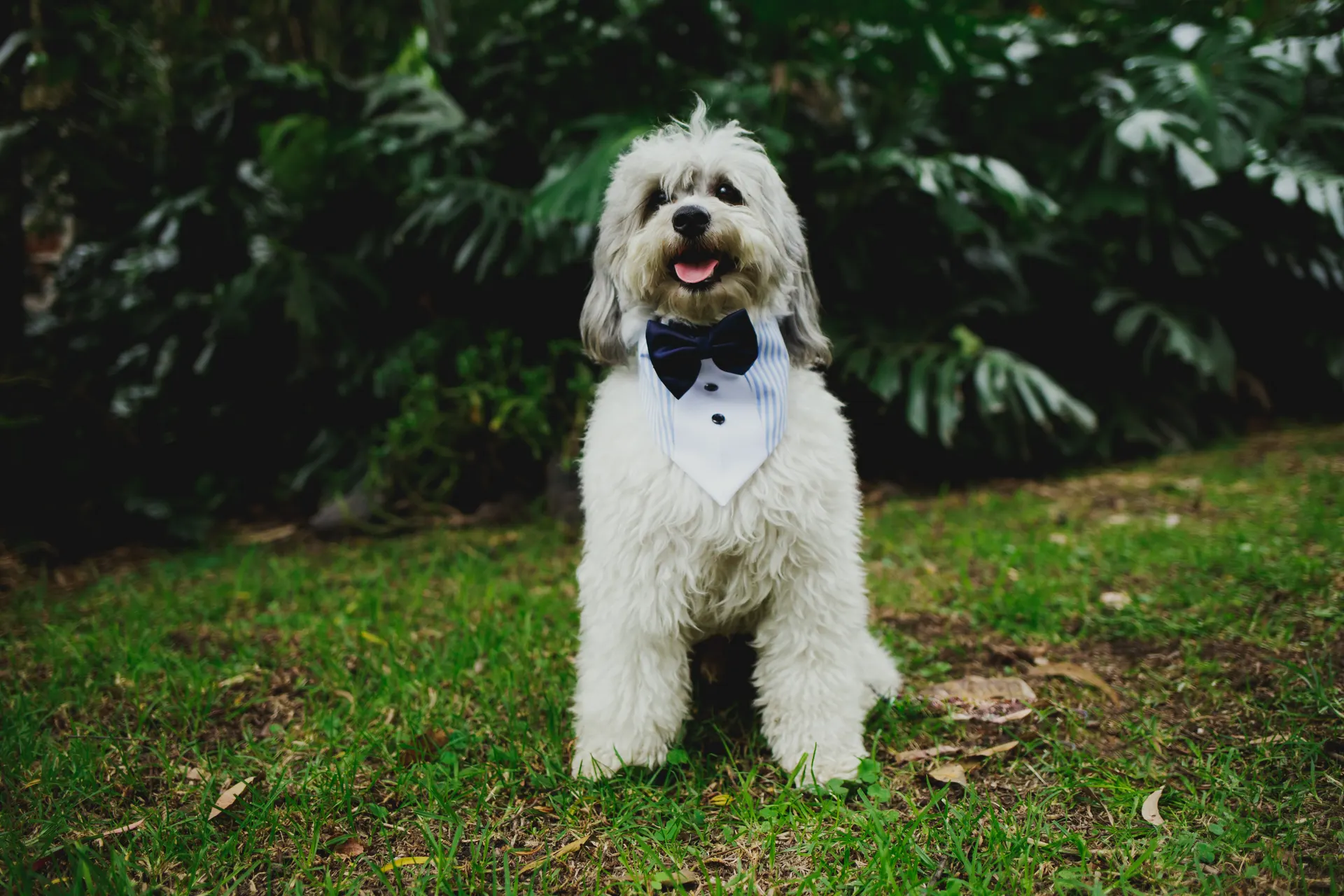 Mr. Cooper TV — Dog of the day · Demo