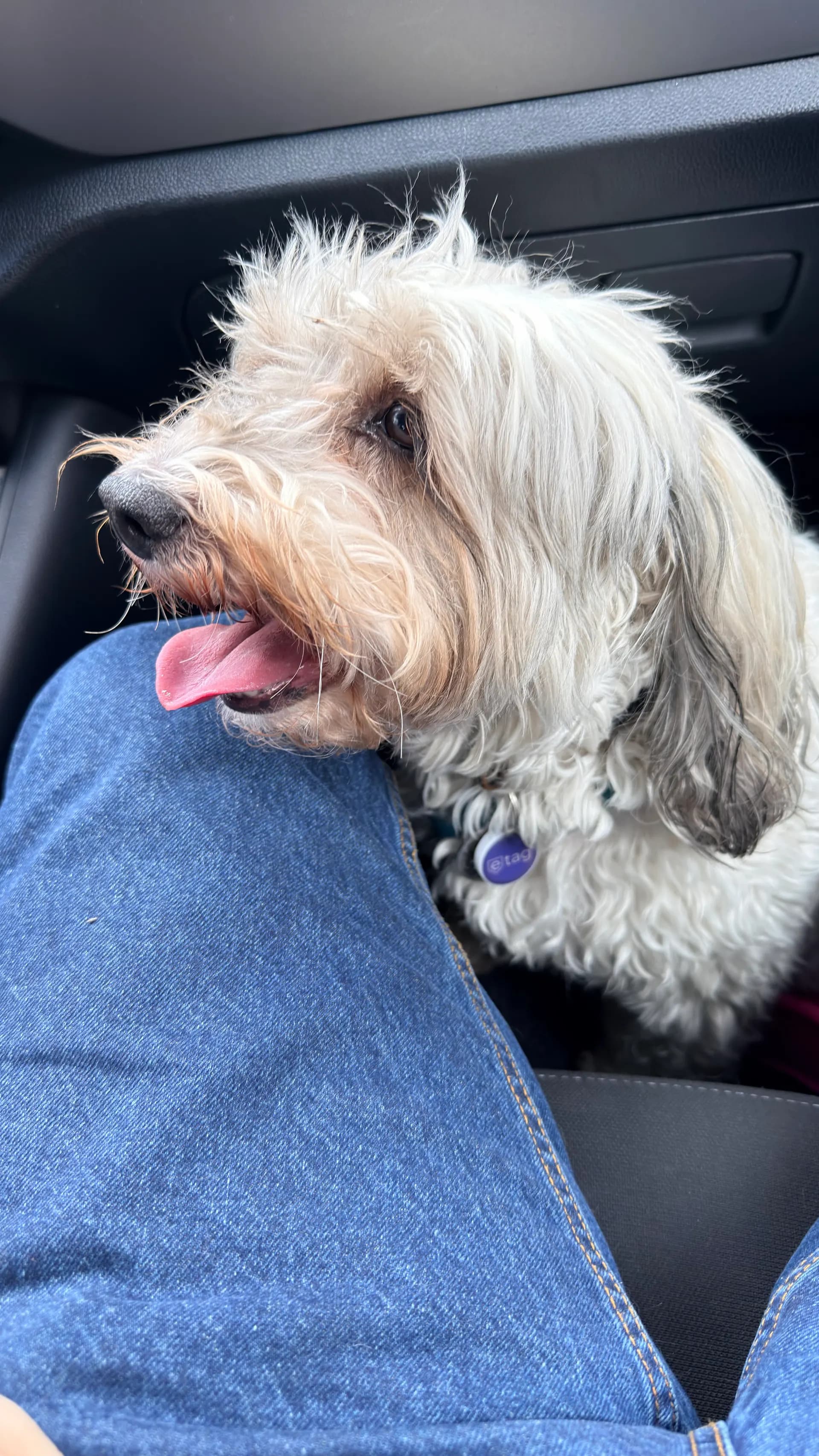 Primer plano de Cooper durante un paseo
